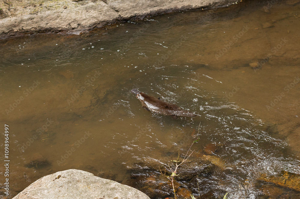 Fototapeta premium View of a Platypus swimming in the Hobart Rivulet.