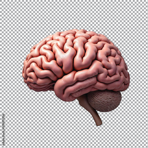 3d rendered illustration of human brain