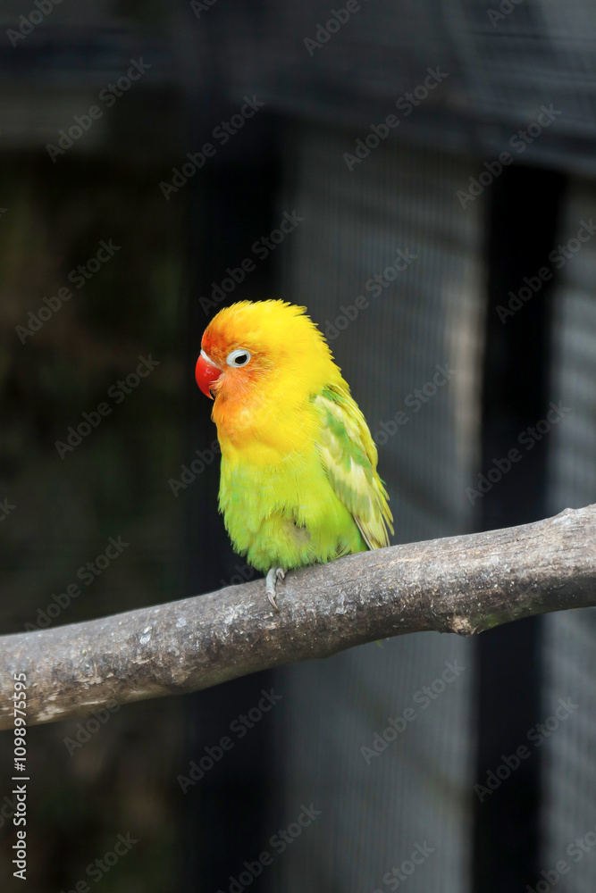Obraz premium Fishers Lovebird Sitting on Branch Perching Against Cage Background 