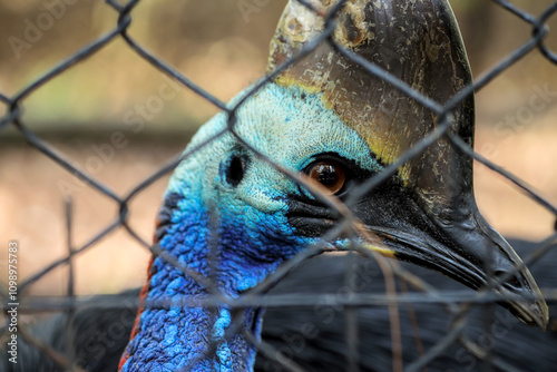 Close Up of Beautiful Cassowary Head in Zoo Cage  photo