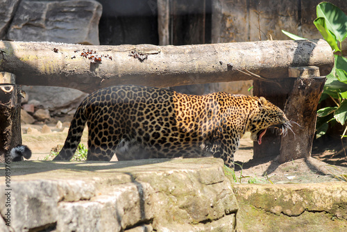 The Javan Leopard (Panthera Pardus Melas) is a Leopard Subspecies Confined to the Indonesian Island of Java.
 photo