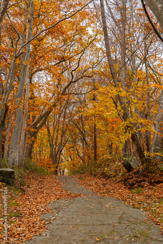 Onuma Quasi National Park. Tourist attractions for tourists, The landscape city of colorful autumn leaves And the beautiful sky at Hokkaido, Japan, travel Japan. photo