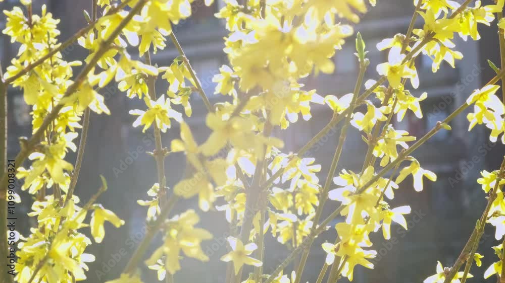 Spring blossom yellow forsythia in garden, flowers sway against blue sky, soft pastel colors and gentle movement create sense of springtime beauty and tranquility, symbol of new beginning