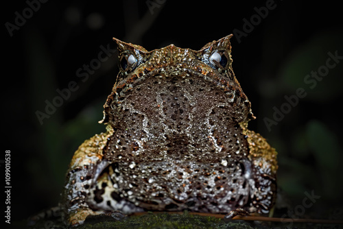 Closeup of Megophrys montana on the mossy rock photo