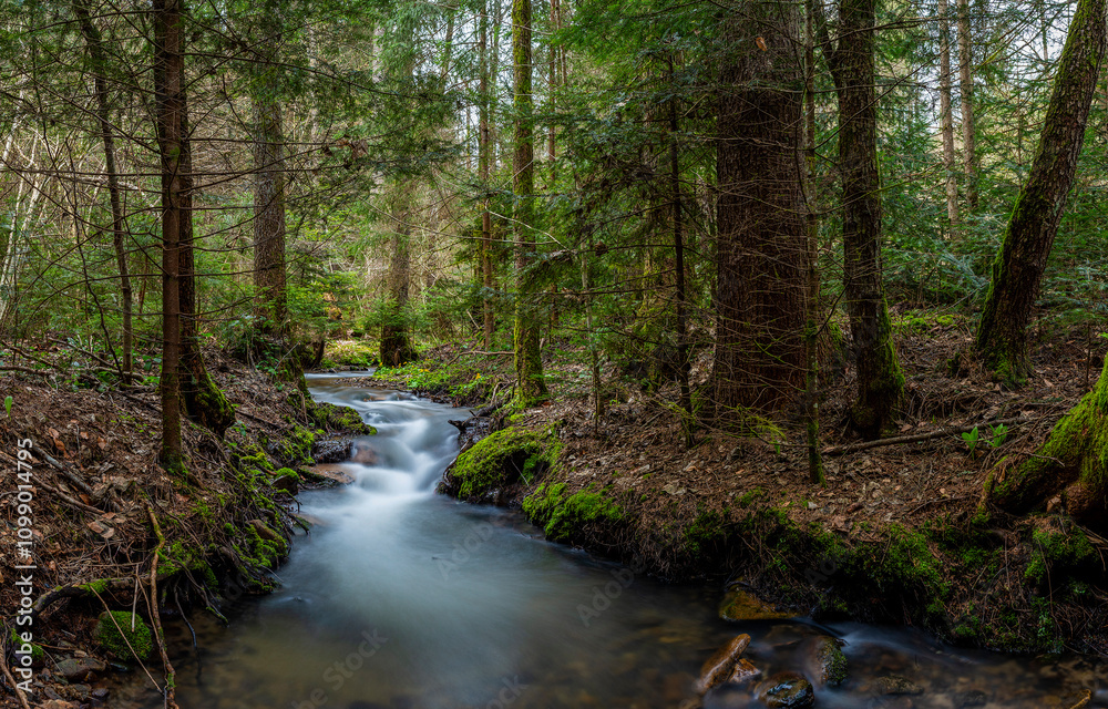 Obraz premium River stream in forest