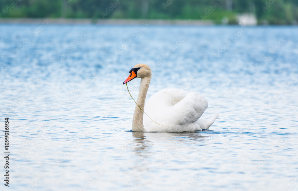 Fototapeta premium Graceful white Swan swimming in the lake, swans in the wild. Portrait of a white swan swimming on a lake.