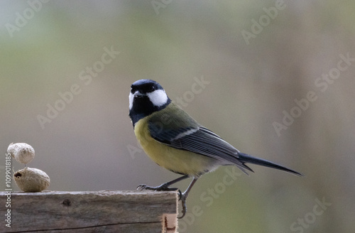 Maise, blaumaise, Vogel, Einheimisch, Winter, 