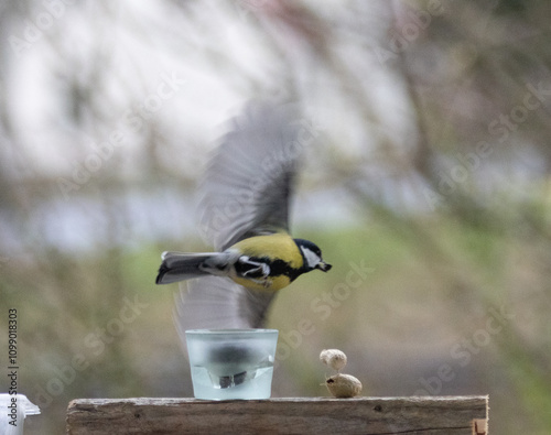Maise, blaumaise, Vogel, Einheimisch, Winter, 