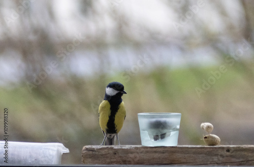 Maise, blaumaise, Vogel, Einheimisch, Winter, 