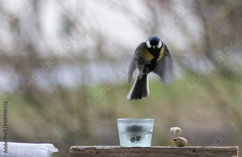 Maise, blaumaise, Vogel, Einheimisch, Winter, 