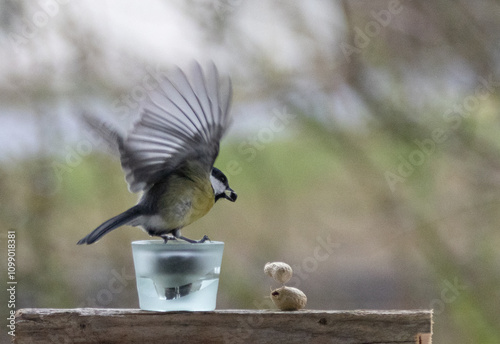 Maise, blaumaise, Vogel, Einheimisch, Winter, 