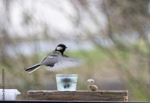 Maise, blaumaise, Vogel, Einheimisch, Winter, 
