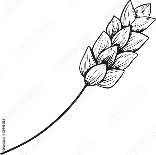Wheat Ear On Stem Graphic Vector From Chicken Farm Collection, Black And White Illustration For Design Of Products Printing And Web