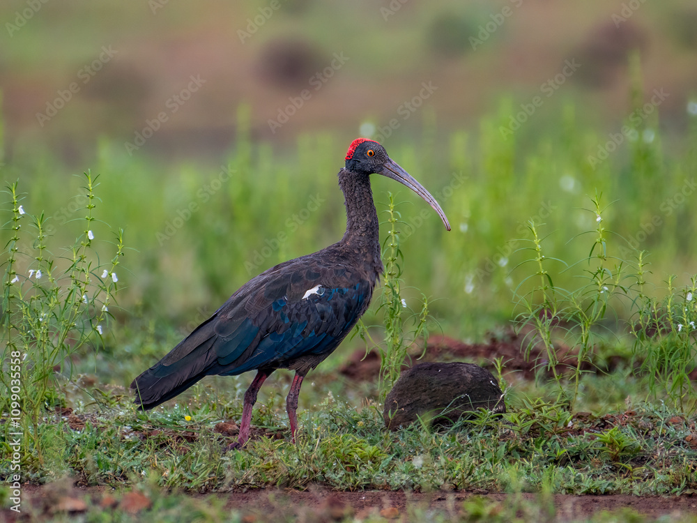 Obraz premium Image of a Red-naped Ibis