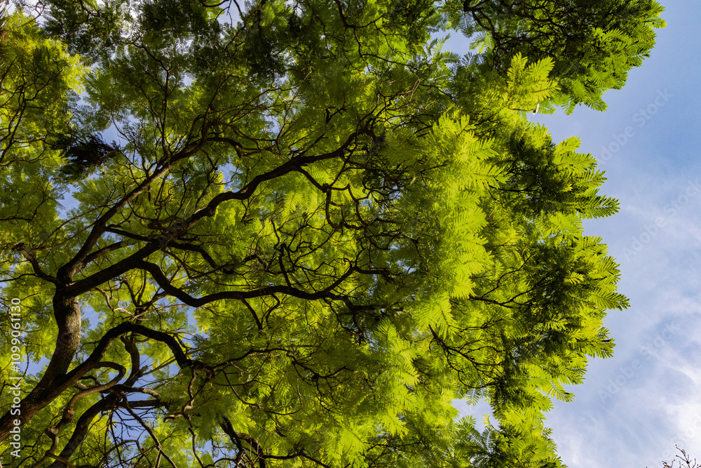 Fototapeta premium Looking up into the urban tree canopy in downtown Lisbon Portugal where trees are natural infrastructure providing climate change cooling