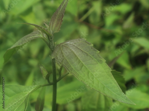 A wild plant with the scientific name Chromolaena odorata or often called kirinyuh photo