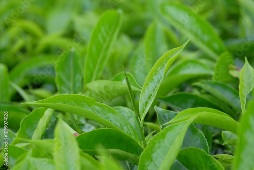 Close up of fresh young green tea leaves.Natural green texture background.Leaves are an ingredient for making drinks.. For graphic design .Natural green leaf background
Selective  focus photo