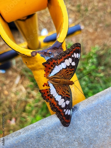 Closeup of beautiful Commander butterfly with colorful wings in garden