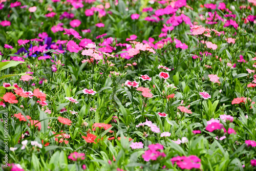 Wallpaper Mural ナデシコの花畑 Torontodigital.ca