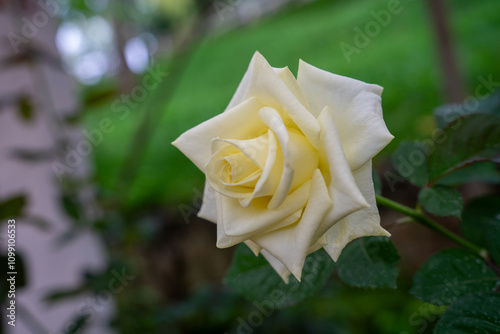 Yellow roses in rose garden. red roses bloom part eleven. photo