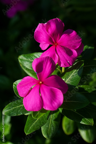 beautiful pink chataranthus roseus flowers
