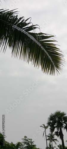 palm tree on the beach