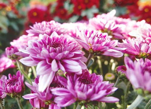 Close up of bouquet pink chrysanthemum flowers growing in the garden.