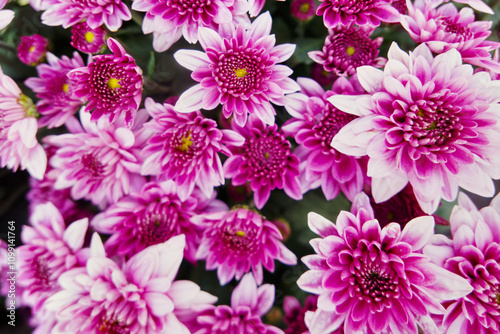 Close up of bouquet pink chrysanthemum flowers growing in the garden.