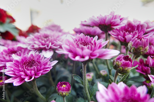 Close up of bouquet pink chrysanthemum flowers growing in the garden.