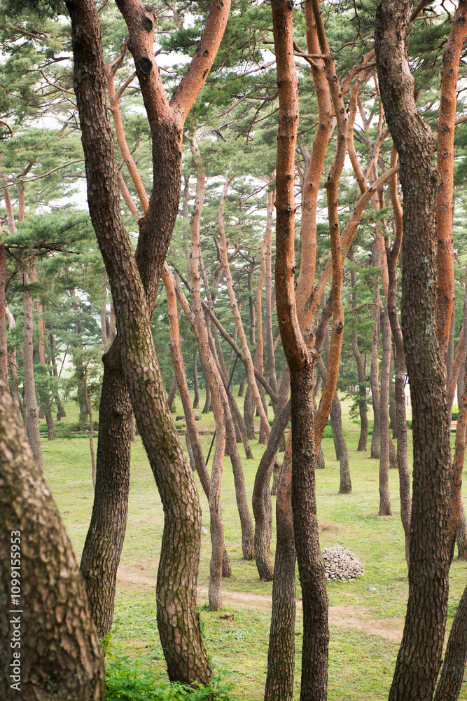 Fototapeta premium 아침에 보는 소나무 군락지.