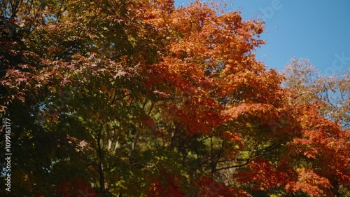 Wallpaper Mural Line of Vivid Colorful Japanese Maple Trees with red, orange and Green Leaves Under Day Sunlight - pan shot Torontodigital.ca