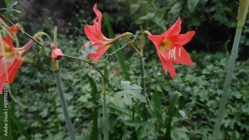 Beautiful amaryllis flowers in the garden