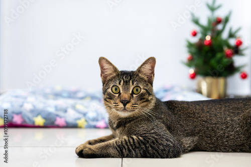 Adorable domestic cat excited when owner decorating Christmas tree for Christmas festival.