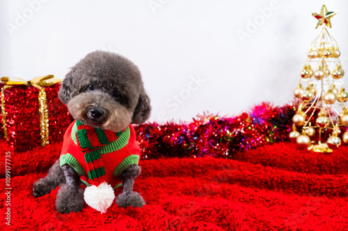 Adorable black Poodle dog wearing Chirstmas dress sitting on red cloth for Christmas holiday festival.