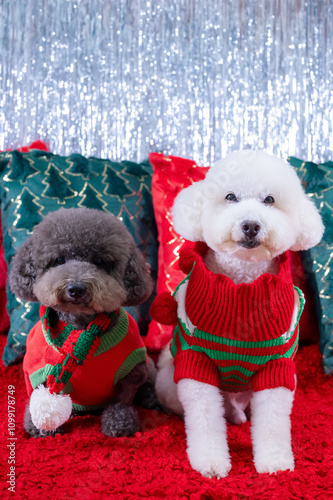 Adorable two Poodle dogs wearing Chirstmas dress sitting on red cloth with Christmas pillows for Christmas holiday festival.