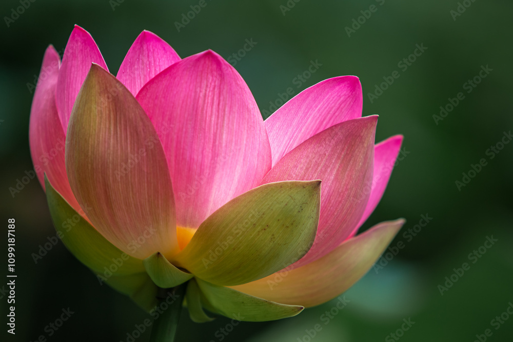 Vacratot, Hungary - Beautiful pink Sacred Lotus, Indian Lotus (Nelumbo Nucifera) or simply Water Lily is one of two extant species of aquatic plant in the family Nelumbonaceae. Blurry green background