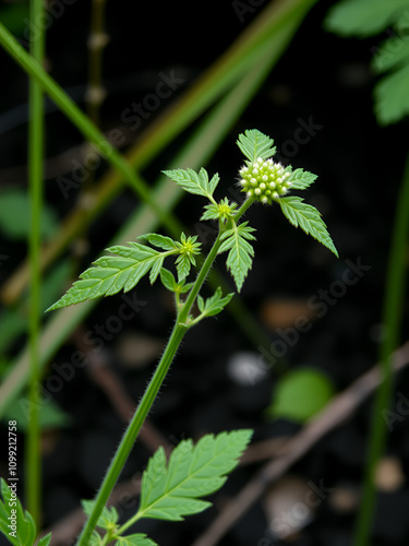 A young ragweed plant on a dark natural background. Selective focus. photo