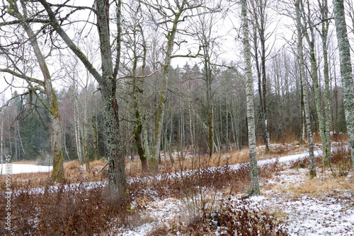 Wallpaper Mural winter Torontodigital.ca