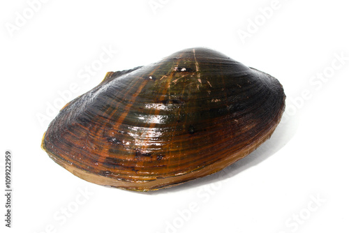 Pilsbryoconcha exilis mussel isolated on a white background. Also known as 