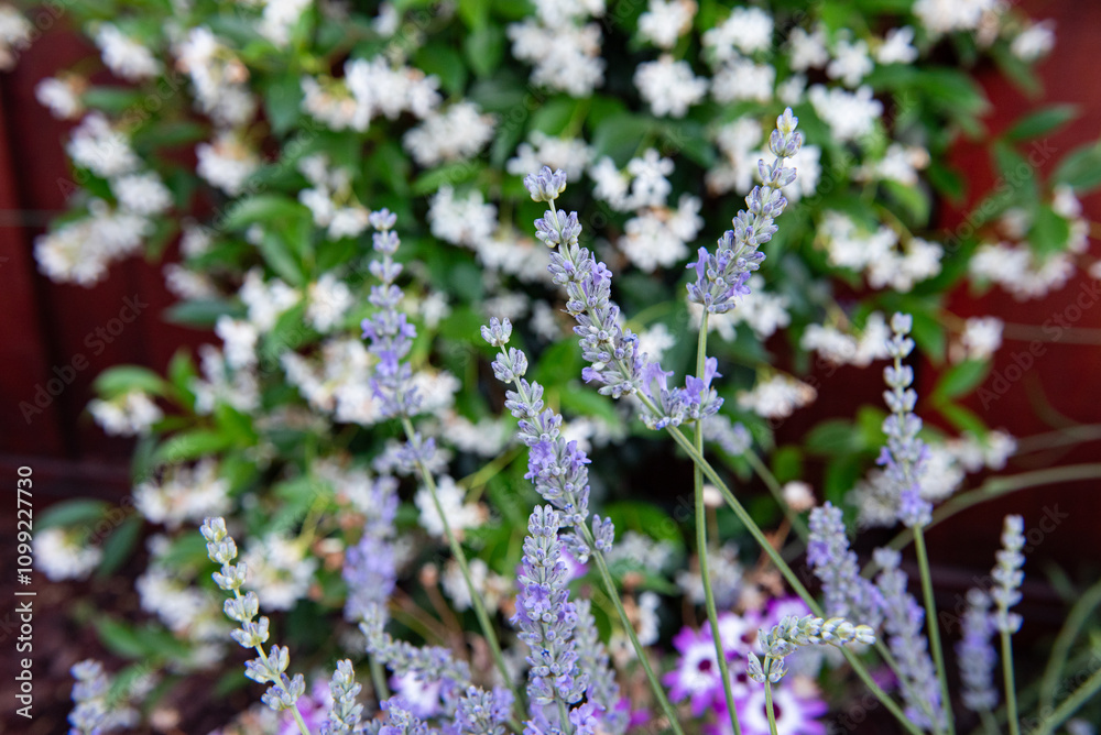 Obraz premium Lavender backdrop of jasmine