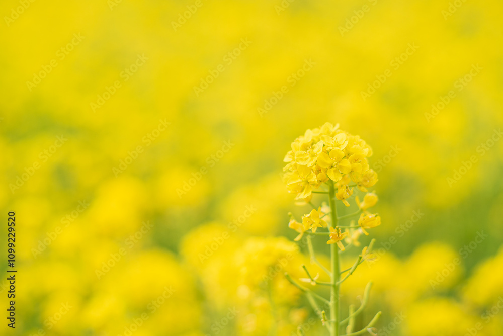 Obraz premium 黄色い背景に１本の菜の花