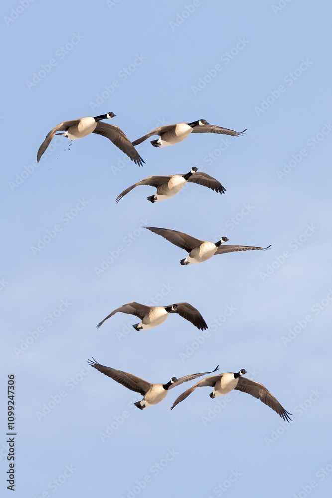 Fototapeta premium Canada Goose