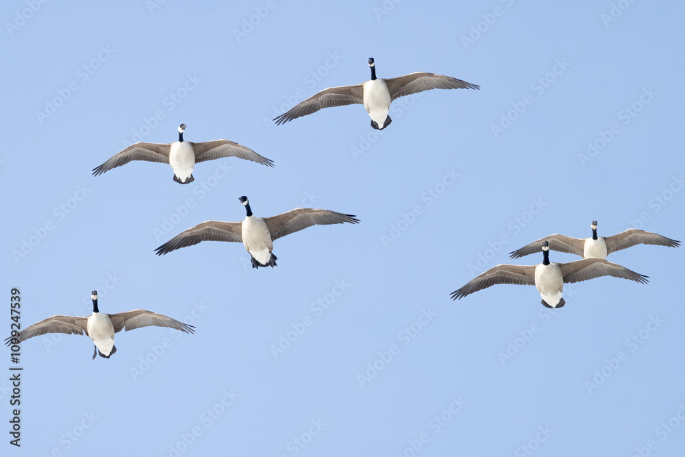 Obraz premium Canada Goose