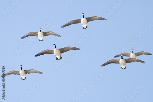 Canada Goose