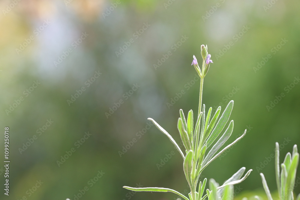 Fototapeta premium close up of lavender flowers and leaves