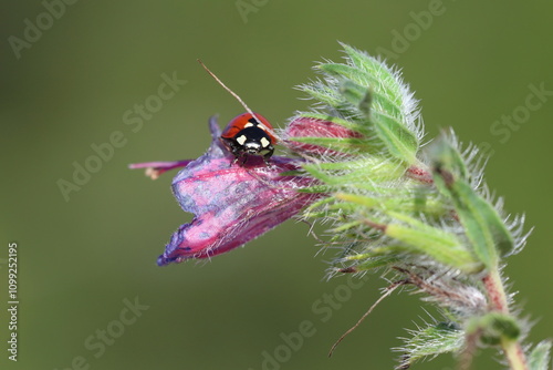 close up of seven spotted ladybug photo