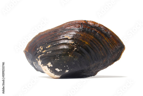 Pilsbryoconcha exilis mussel isolated on a white background. Also known as 