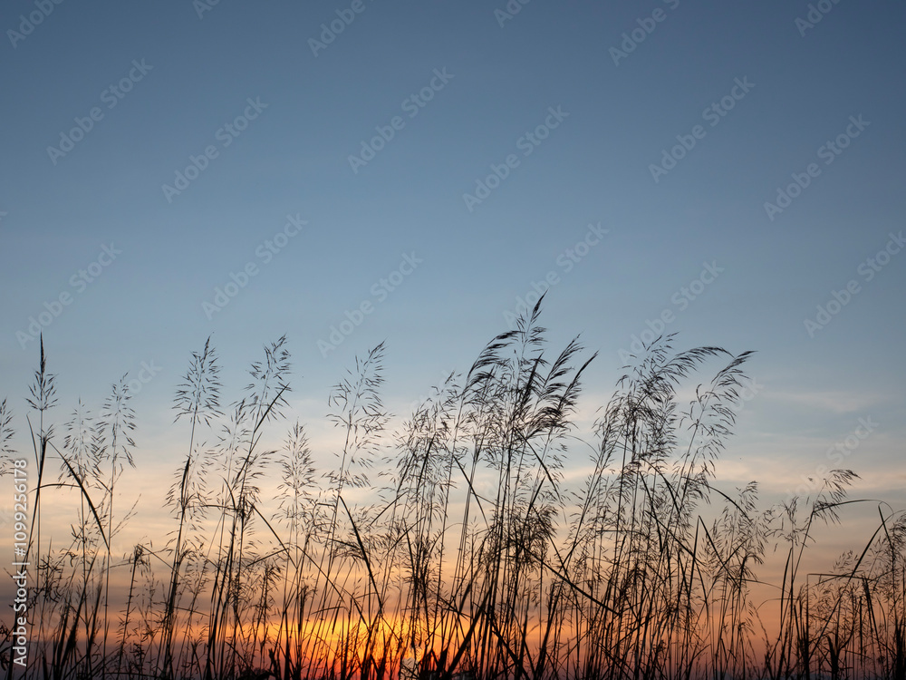 The silhouette of the grass flowers with the beautiful evening sky.