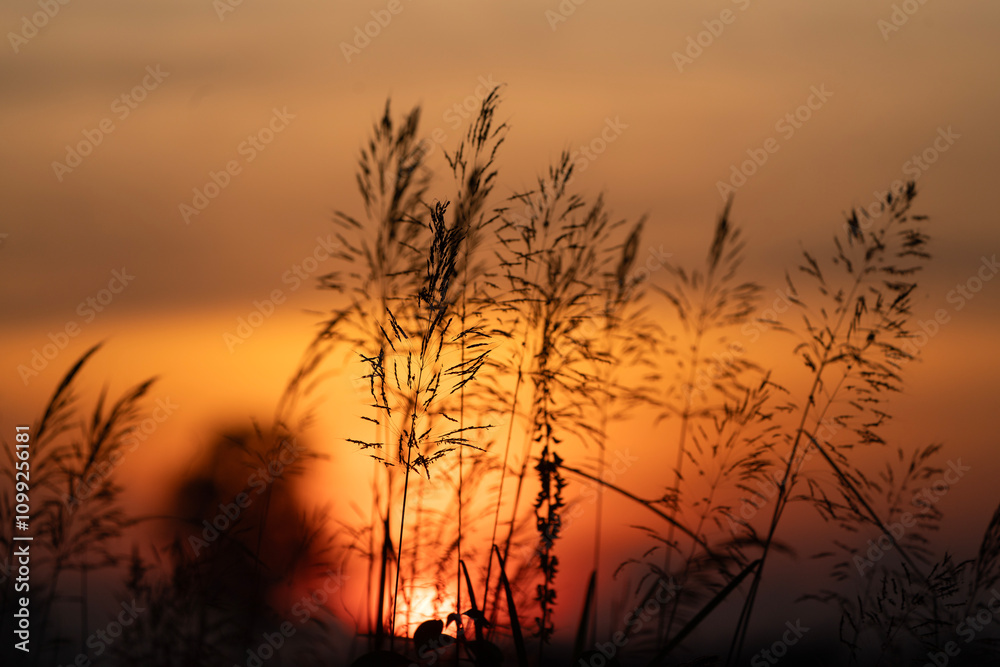 The silhouette of the grass flowers with the beautiful evening sky.