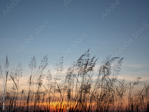 Obraz na płótnie The silhouette of the grass flowers with the beautiful evening sky. w salonie